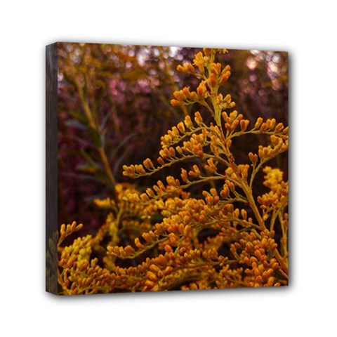 Goldenrod Version Ii Mini Canvas 6  X 6  (stretched) by okhismakingart