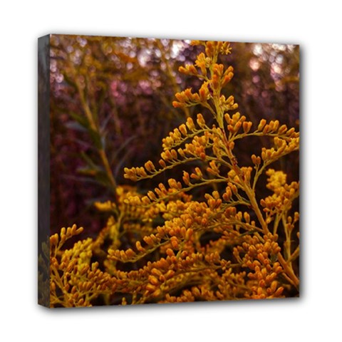 Goldenrod Version Ii Mini Canvas 8  X 8  (stretched) by okhismakingart