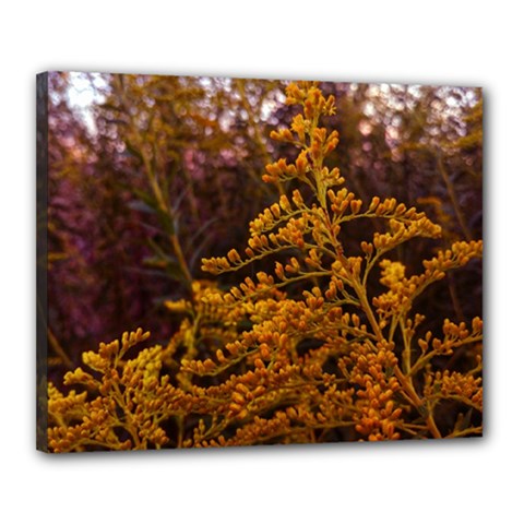 Goldenrod Version Ii Canvas 20  X 16  (stretched) by okhismakingart