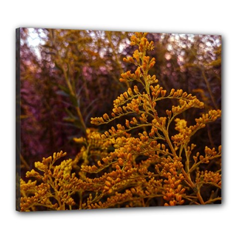 Goldenrod Version Ii Canvas 24  X 20  (stretched) by okhismakingart