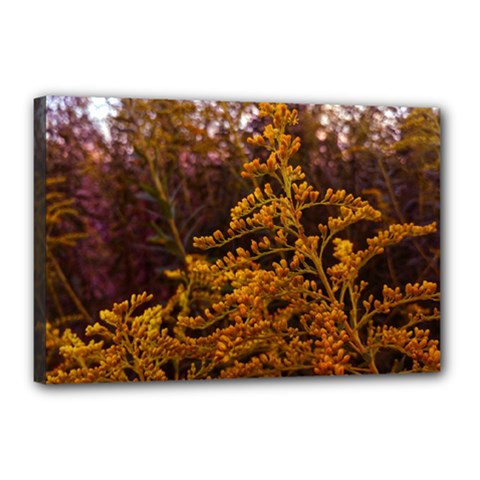 Goldenrod Version Ii Canvas 18  X 12  (stretched) by okhismakingart