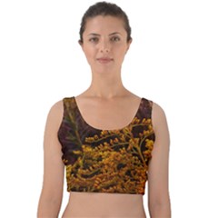 Goldenrod Version Ii Velvet Crop Top