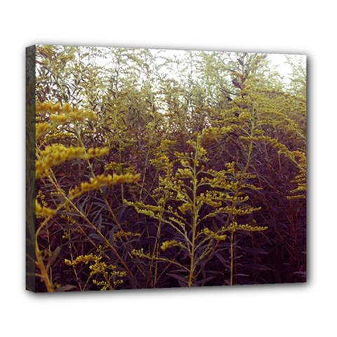 Purple And Yellow Goldenrod Deluxe Canvas 24  X 20  (stretched) by okhismakingart