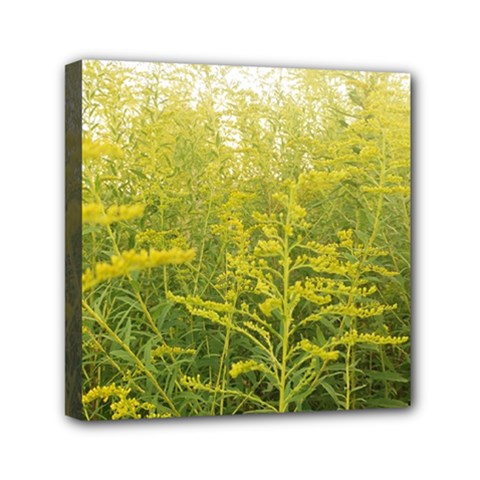 Yellow Goldenrod Mini Canvas 6  X 6  (stretched) by okhismakingart