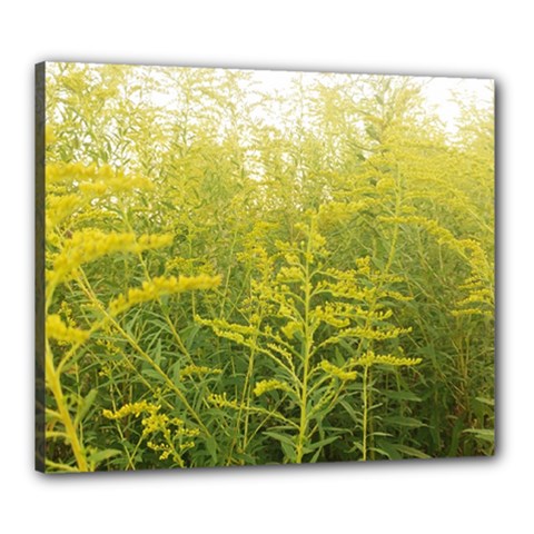 Yellow Goldenrod Canvas 24  X 20  (stretched) by okhismakingart