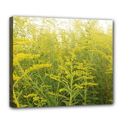 Yellow Goldenrod Deluxe Canvas 24  X 20  (stretched) by okhismakingart