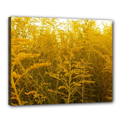 Gold Goldenrod Canvas 20  X 16  (stretched) by okhismakingart