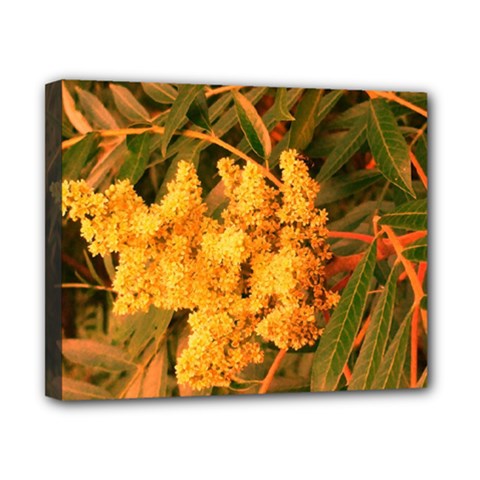 Yellow Sideways Sumac Canvas 10  X 8  (stretched) by okhismakingart