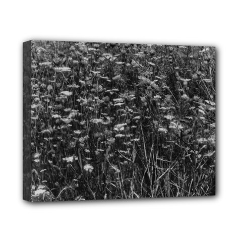 Black And White Queen Anne s Lace Hillside Canvas 10  X 8  (stretched) by okhismakingart