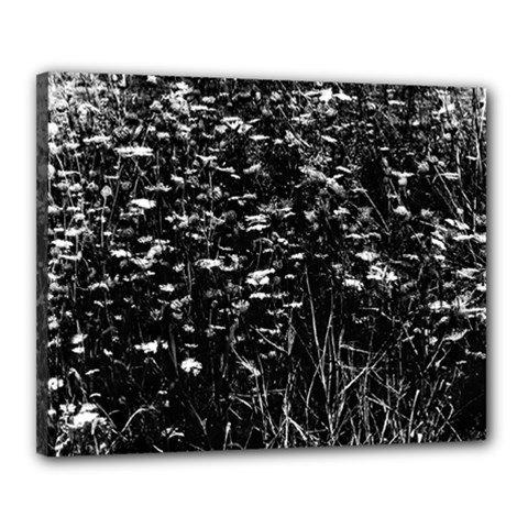 High Contrast Black And White Queen Anne s Lace Hillside Canvas 20  X 16  (stretched) by okhismakingart