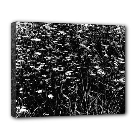 High Contrast Black And White Queen Anne s Lace Hillside Deluxe Canvas 20  X 16  (stretched) by okhismakingart