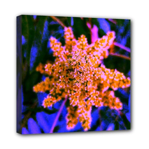 Yellow, Pink, And Blue Sumac Bloom Mini Canvas 8  X 8  (stretched) by okhismakingart