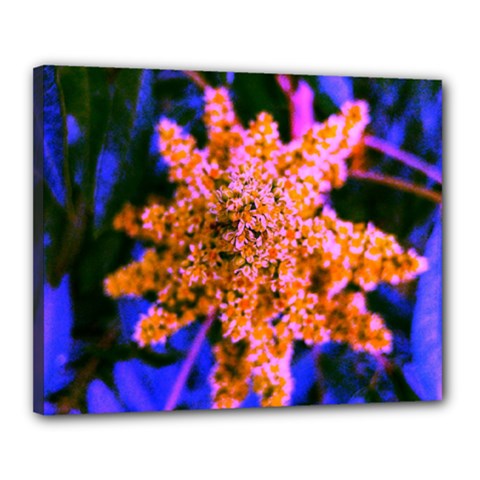 Yellow, Pink, And Blue Sumac Bloom Canvas 20  X 16  (stretched)