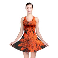 Orange Sumac Bloom Reversible Skater Dress by okhismakingart