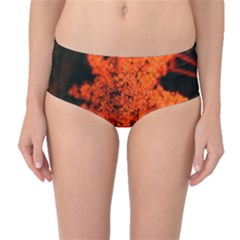 Orange Sumac Bloom Mid-waist Bikini Bottoms by okhismakingart