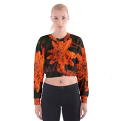 Orange Sumac Bloom Cropped Sweatshirt by okhismakingart