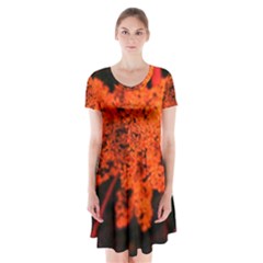 Orange Sumac Bloom Short Sleeve V-neck Flare Dress by okhismakingart