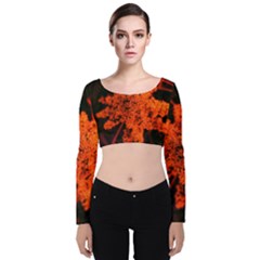 Orange Sumac Bloom Velvet Long Sleeve Crop Top by okhismakingart