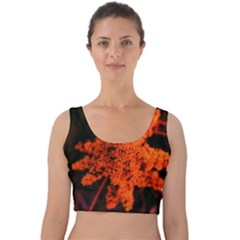 Orange Sumac Bloom Velvet Crop Top by okhismakingart