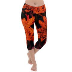 Orange Sumac Bloom Lightweight Velour Capri Yoga Leggings by okhismakingart