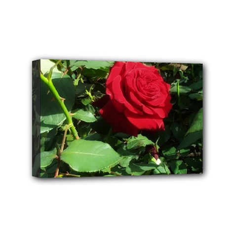 Deep Red Rose Mini Canvas 6  X 4  (stretched) by okhismakingart