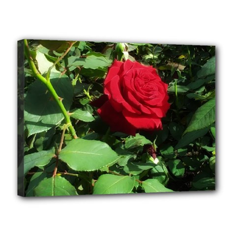 Deep Red Rose Canvas 16  X 12  (stretched) by okhismakingart