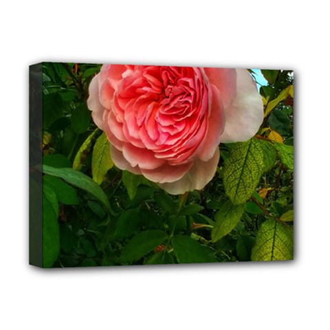 Complex Pink Rose Deluxe Canvas 16  X 12  (stretched)  by okhismakingart