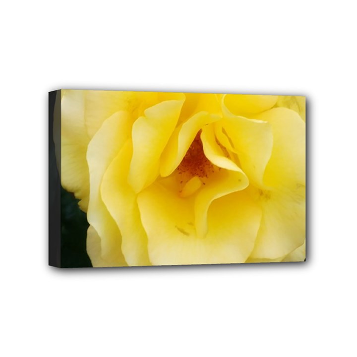 Pale Yellow Rose Mini Canvas 6  x 4  (Stretched)