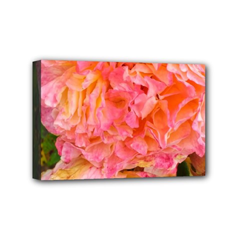 Folded Pink And Orange Rose Mini Canvas 6  X 4  (stretched)