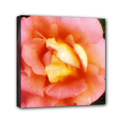 Light Orange And Pink Rose Mini Canvas 6  X 6  (stretched) by okhismakingart