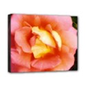 Light Orange and Pink Rose Canvas 10  x 8  (Stretched) View1