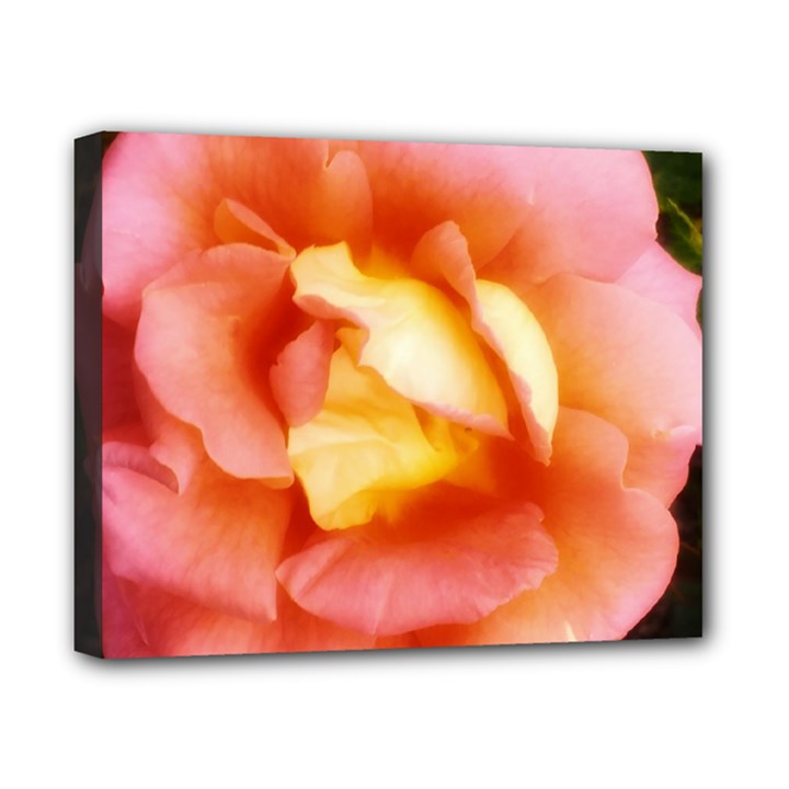 Light Orange and Pink Rose Canvas 10  x 8  (Stretched)