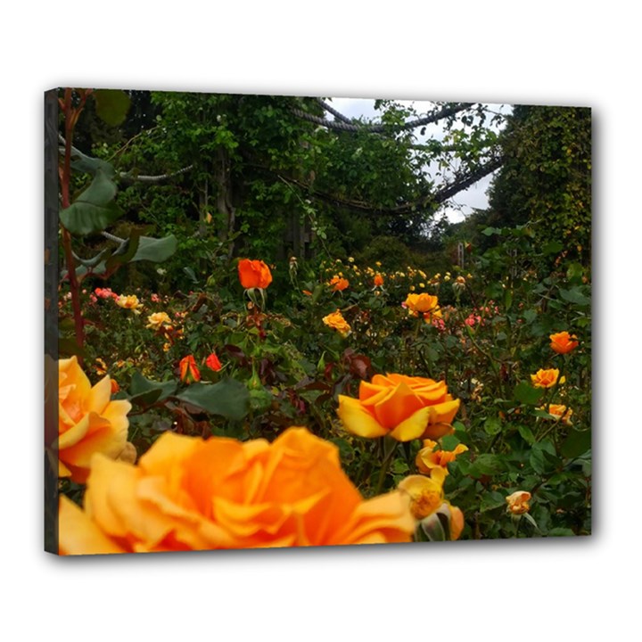 Orange Rose Field Canvas 20  x 16  (Stretched)