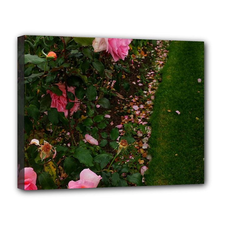 Pink Rose Field (Sideways) Canvas 14  x 11  (Stretched)