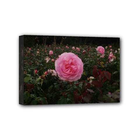 Pink Rose Field Ii Mini Canvas 6  X 4  (stretched) by okhismakingart