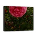 Round Pink Rose Canvas 10  x 8  (Stretched) View1