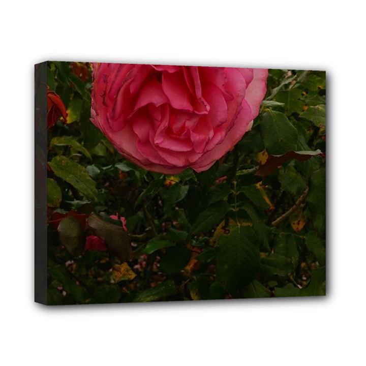 Round Pink Rose Canvas 10  x 8  (Stretched)