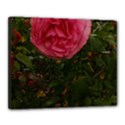 Round Pink Rose Canvas 20  x 16  (Stretched) View1