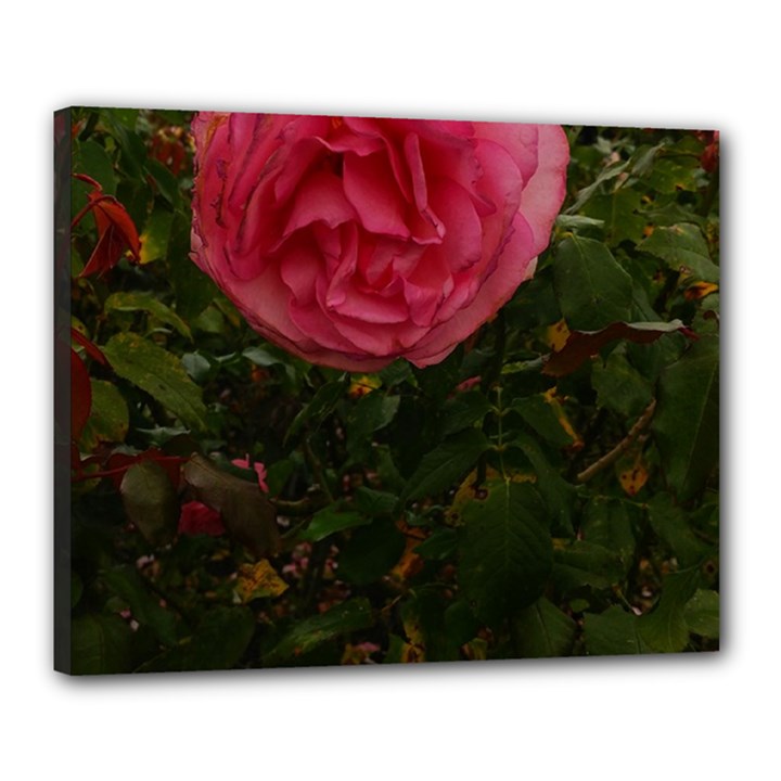 Round Pink Rose Canvas 20  x 16  (Stretched)