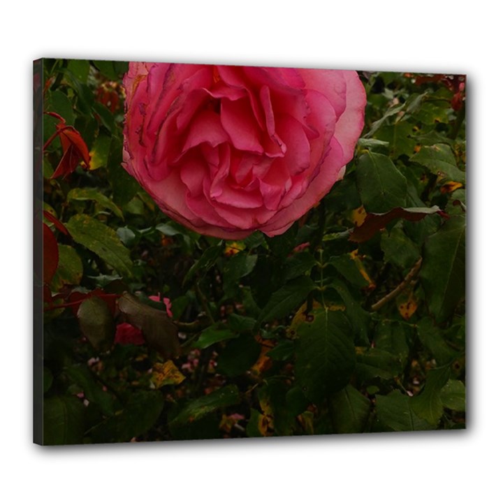 Round Pink Rose Canvas 24  x 20  (Stretched)