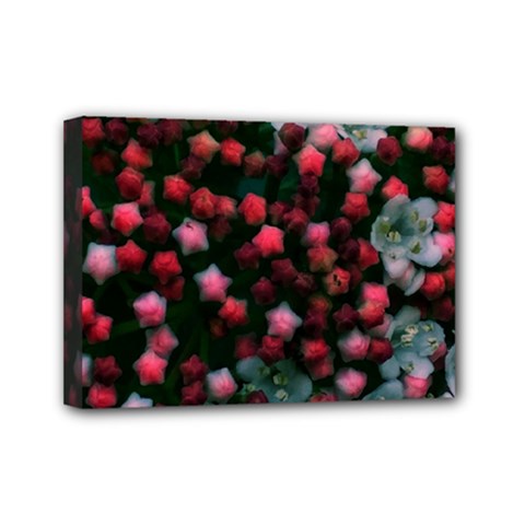 Floral Stars -bright Mini Canvas 7  X 5  (stretched) by okhismakingart