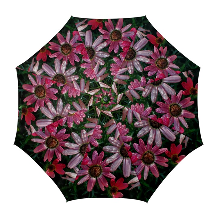 Pink Asters Golf Umbrellas