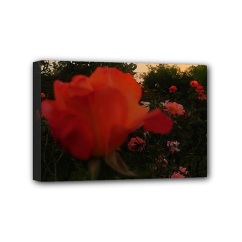 Rose Landscape Mini Canvas 6  X 4  (stretched) by okhismakingart