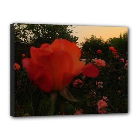 Rose Landscape Canvas 16  X 12  (stretched) by okhismakingart