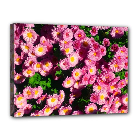 Pink Flower Bushes Canvas 16  X 12  (stretched)