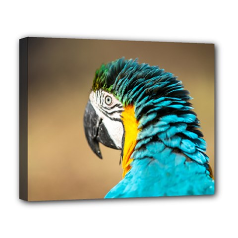 Rio Bird Deluxe Canvas 20  X 16  (framed)