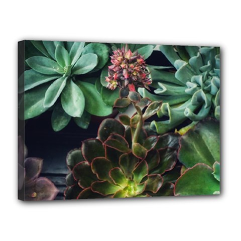 Succulents Canvas 16  X 12  (stretched) by okhismakingart