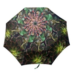 Succulents Folding Umbrellas by okhismakingart