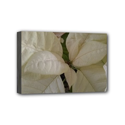 White Pointsettia Mini Canvas 6  X 4  (stretched) by Riverwoman