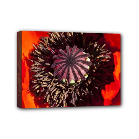 Ornamental Poppies Half Rosette Plant Mini Canvas 7  X 5  (stretched) by Pakrebo